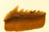 Hexanchus microdon - Thanetian - Morocco
