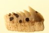 Hexanchus microdon - Thanétien - Oued Zem, Maroc