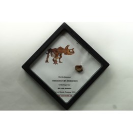 coffret dent de TRICERATOPS HORRIDUS