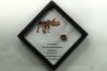 dinosaure tooth: TRICERATOPS HORRIDUS
