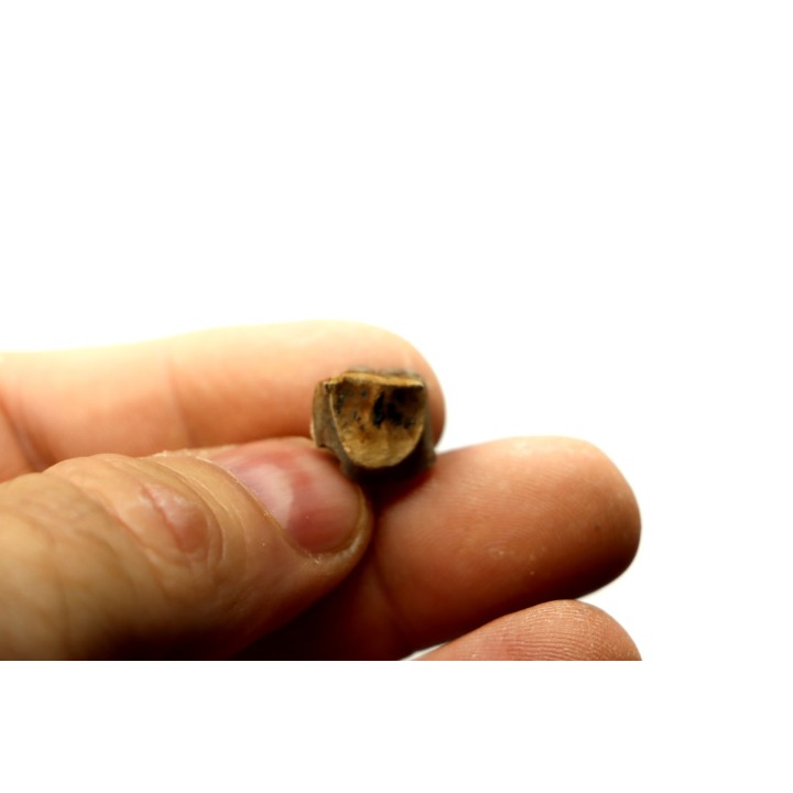 dinosaure tooth: TRICERATOPS HORRIDUS