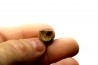 dinosaure tooth: TRICERATOPS HORRIDUS