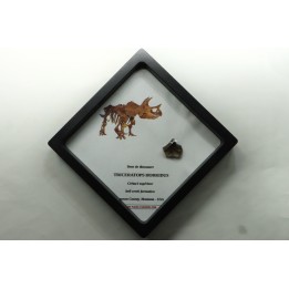 coffret dent de TRICERATOPS HORRIDUS