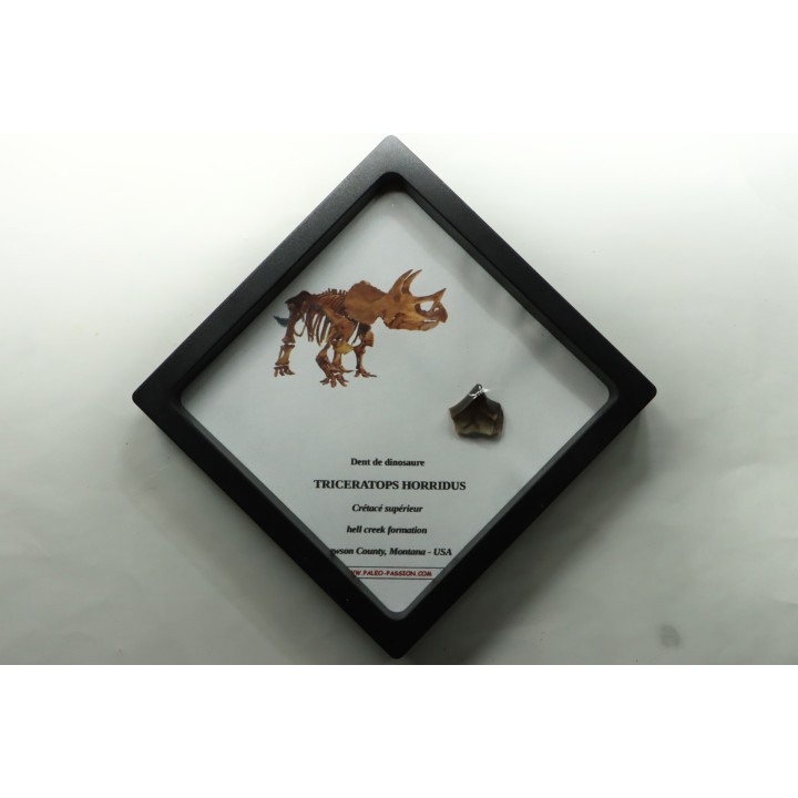 dinosaure tooth: TRICERATOPS HORRIDUS