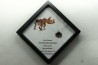 coffret dent de TRICERATOPS HORRIDUS