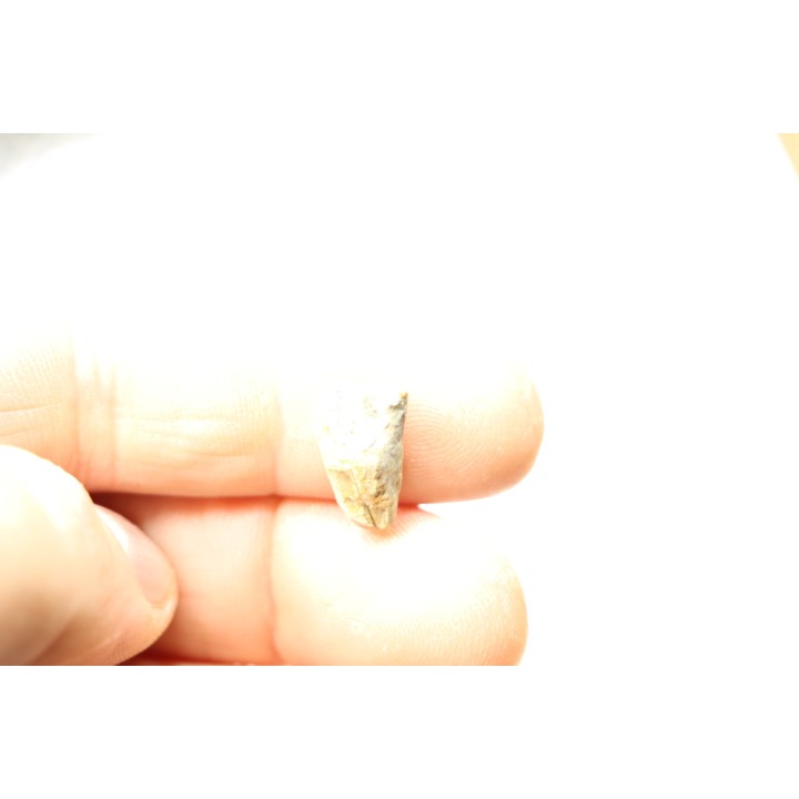 coffret dent de TRICERATOPS HORRIDUS