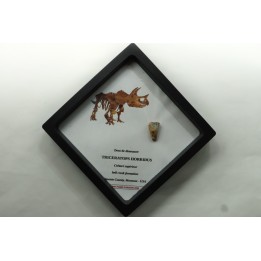 coffret dent de TRICERATOPS HORRIDUS