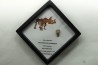 coffret dent de TRICERATOPS HORRIDUS