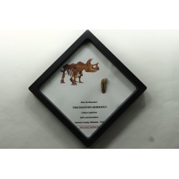 dinosaure tooth: TRICERATOPS HORRIDUS
