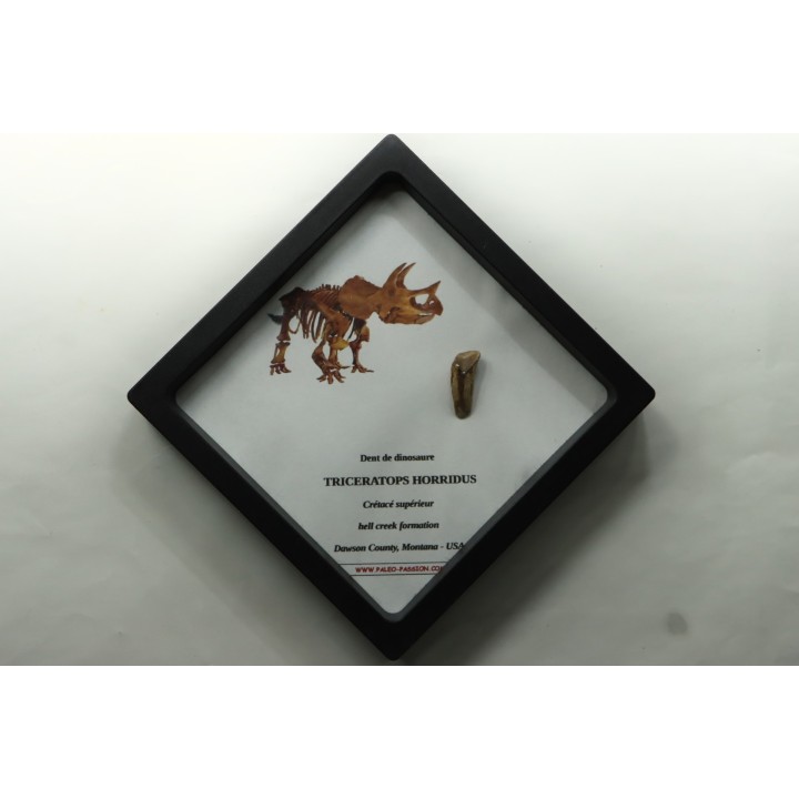 coffret dent de TRICERATOPS HORRIDUS
