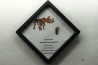 coffret dent de TRICERATOPS HORRIDUS