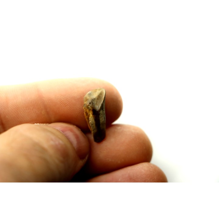 dinosaure tooth: TRICERATOPS HORRIDUS