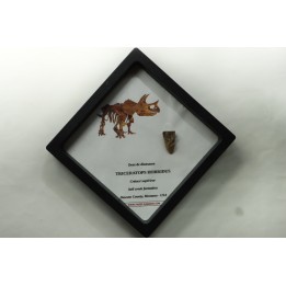 coffret dent de TRICERATOPS HORRIDUS