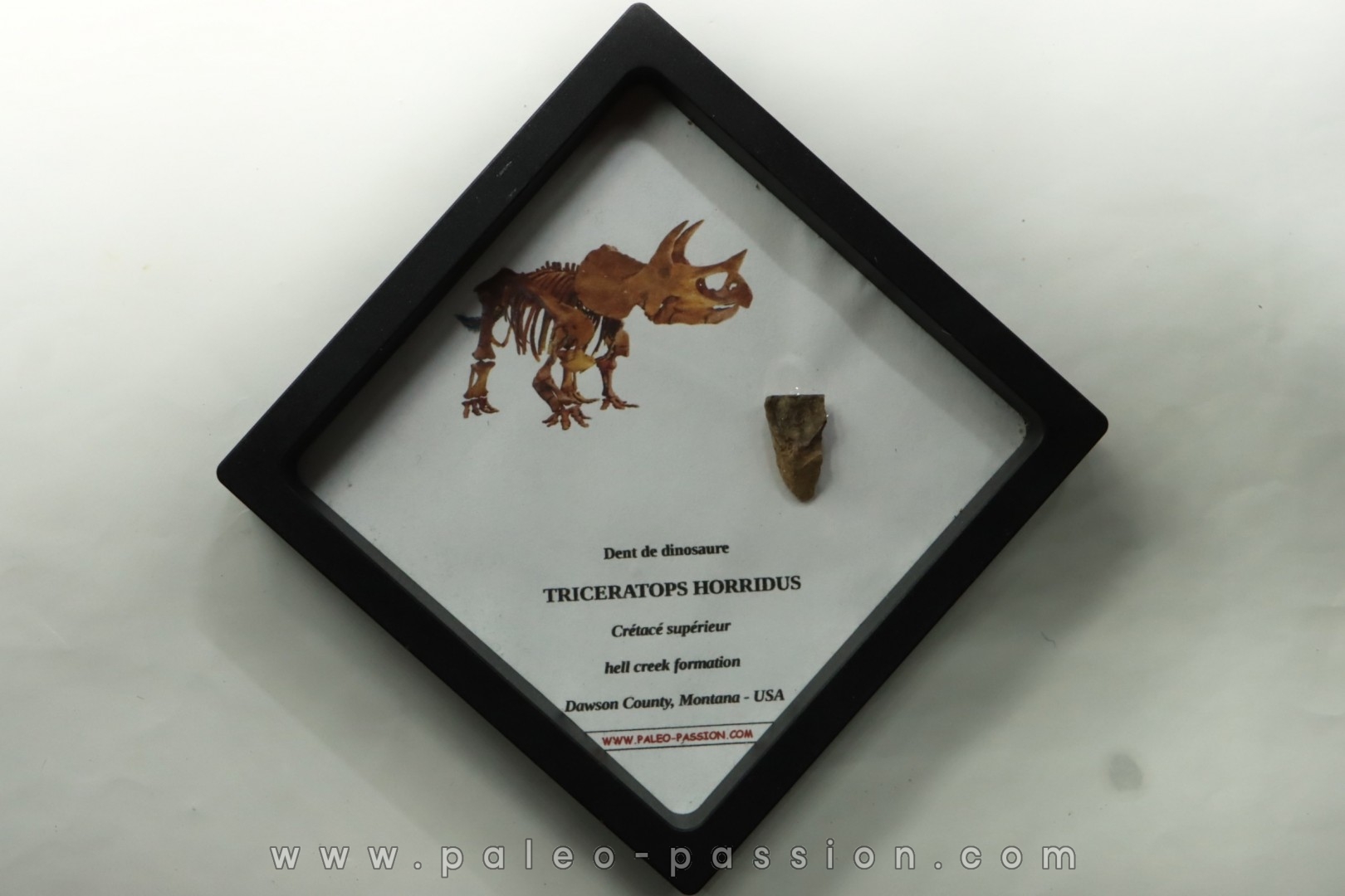 coffret dent de TRICERATOPS HORRIDUS