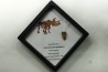 coffret dent de TRICERATOPS HORRIDUS
