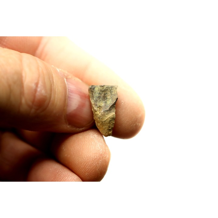 dinosaure tooth: TRICERATOPS HORRIDUS
