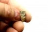 dinosaure tooth: TRICERATOPS HORRIDUS