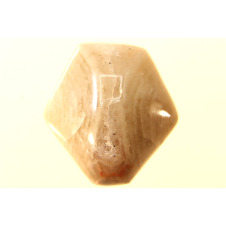BRACHIOPODE POLISHED - AGATE - Composita subtilita - Pennsylvanian - Sandoval County, NM - USA