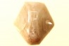 BRACHIOPODE POLISHED - AGATE - Composita subtilita - Pennsylvanian - Sandoval County, NM - USA