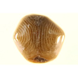 EXCEPTIONNEL CONSERVATION EN AGATE - Composita subtilita - Pennsylvanien - Sandoval County, NM - USA