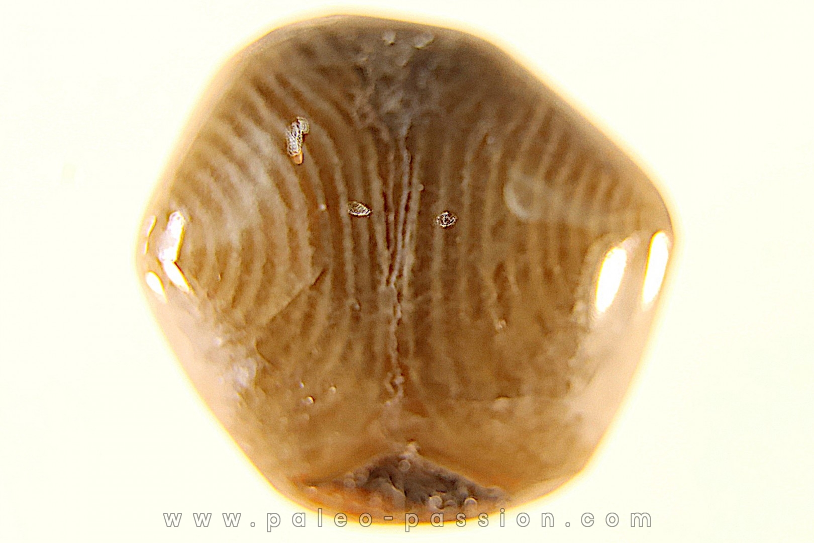 EXCEPTIONNEL CONSERVATION EN AGATE - Composita subtilita - Pennsylvanien - Sandoval County, NM - USA