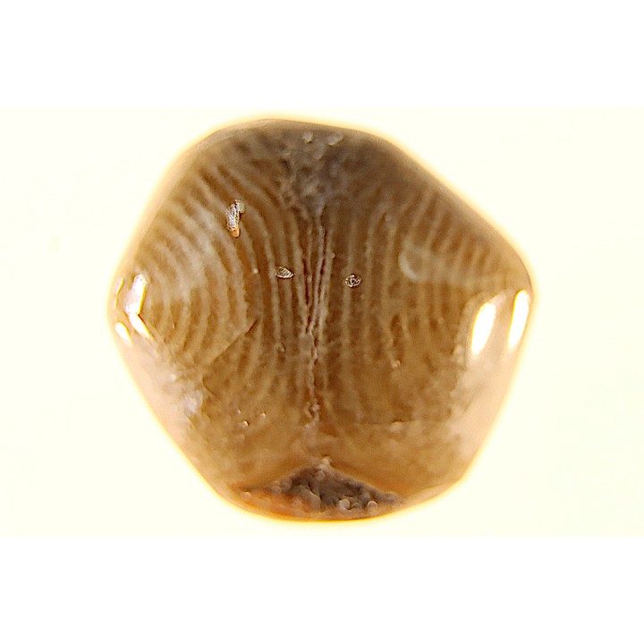 EXCEPTIONNEL CONSERVATION EN AGATE - Composita subtilita - Pennsylvanien - Sandoval County, NM - USA
