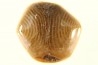EXCEPTIONNEL CONSERVATION EN AGATE - Composita subtilita - Pennsylvanien - Sandoval County, NM - USA