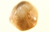 BRACHIOPODE POLISHED - AGATE - Composita subtilita - Pennsylvanian - Sandoval County, NM - USA