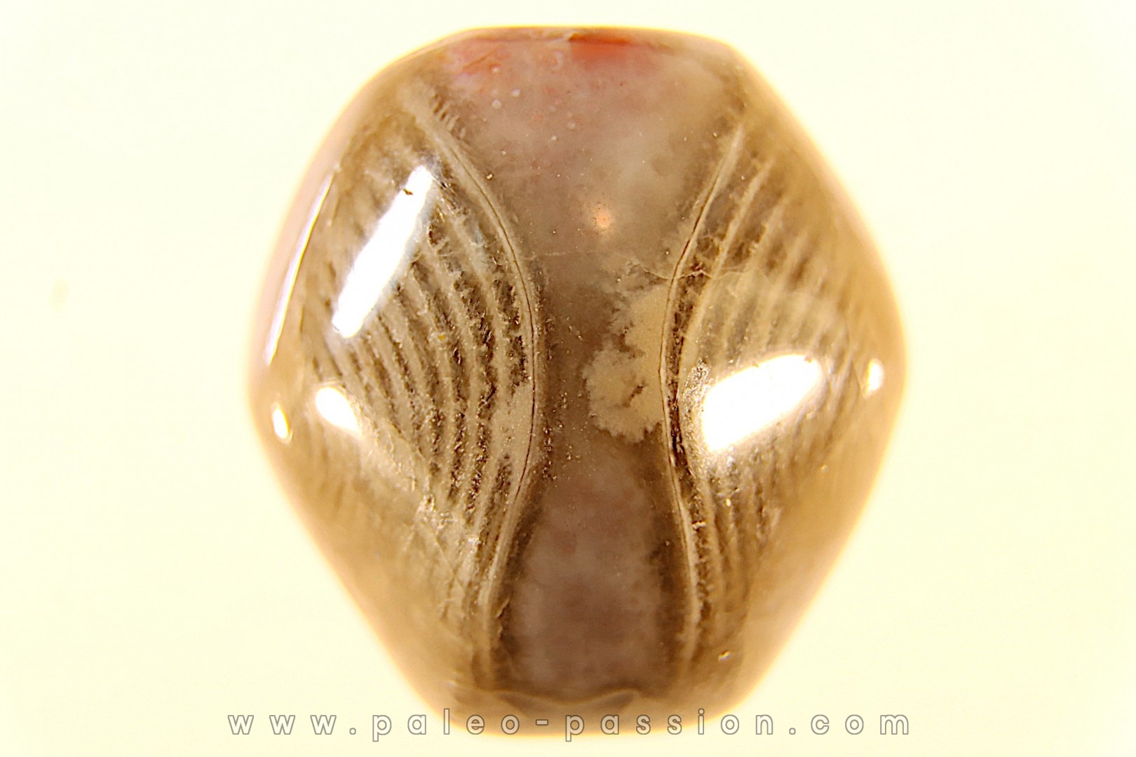 BRACHIOPODE POLISHED - AGATE - Composita subtilita - Pennsylvanian - Sandoval County, NM - USA