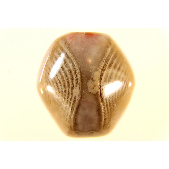 EXCEPTIONNEL CONSERVATION EN AGATE - Composita subtilita - Pennsylvanien - Sandoval County, NM - USA