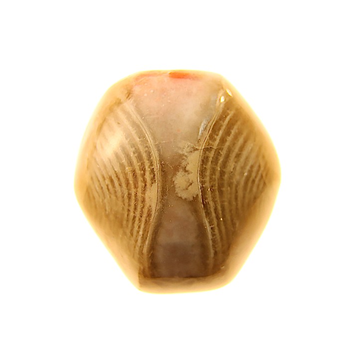 BRACHIOPODE POLISHED - AGATE - Composita subtilita - Pennsylvanian - Sandoval County, NM - USA