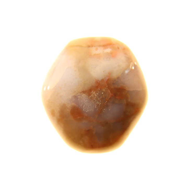 EXCEPTIONNEL CONSERVATION EN AGATE - Composita subtilita - Pennsylvanien - Sandoval County, NM - USA