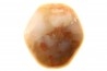 BRACHIOPODE POLISHED - AGATE - Composita subtilita - Pennsylvanian - Sandoval County, NM - USA