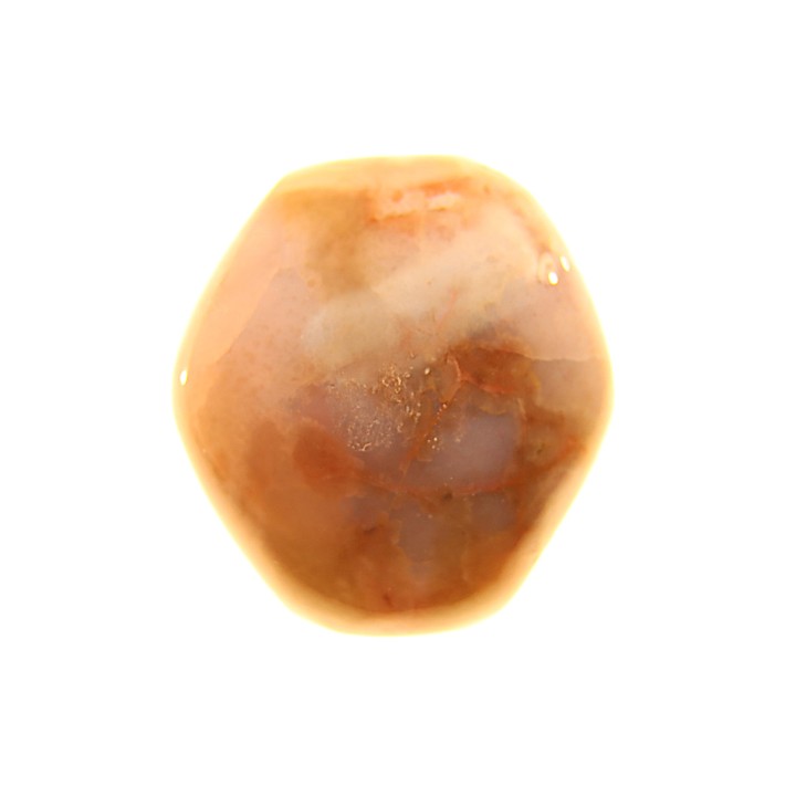 BRACHIOPODE POLISHED - AGATE - Composita subtilita - Pennsylvanian - Sandoval County, NM - USA