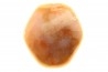 EXCEPTIONNEL CONSERVATION EN AGATE - Composita subtilita - Pennsylvanien - Sandoval County, NM - USA