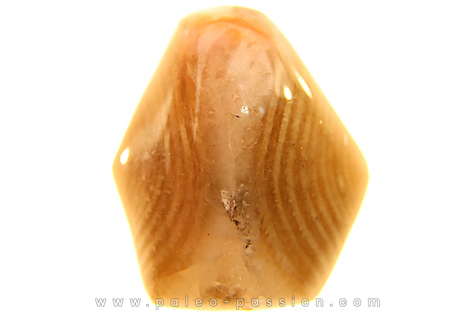 EXCEPTIONNEL CONSERVATION EN AGATE - Composita subtilita - Pennsylvanien - Sandoval County, NM - USA