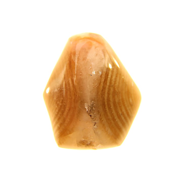 EXCEPTIONNEL CONSERVATION EN AGATE - Composita subtilita - Pennsylvanien - Sandoval County, NM - USA