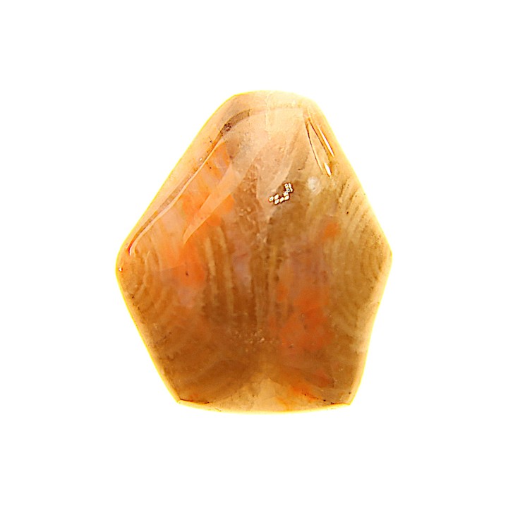BRACHIOPODE POLISHED - AGATE - Composita subtilita - Pennsylvanian - Sandoval County, NM - USA