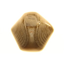 BRACHIOPODE POLISHED - AGATE - Composita subtilita - Pennsylvanian - Sandoval County, NM - USA