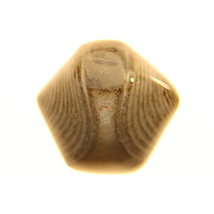 BRACHIOPODE POLISHED - AGATE - Composita subtilita - Pennsylvanian - Sandoval County, NM - USA