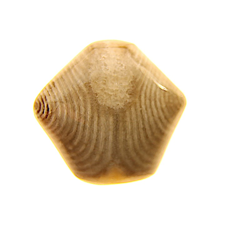 EXCEPTIONNEL CONSERVATION EN AGATE - Composita subtilita - Pennsylvanien - Sandoval County, NM - USA