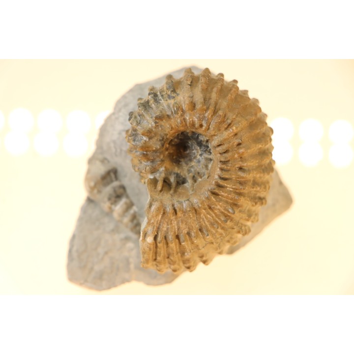 Douvilleiceras mammillatum - middle albian - old quarry of  Courcelles - Troye - Aube - France