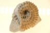 Douvilleiceras mammillatum - albien moyen - Courcelles - Troyes - Aube - France