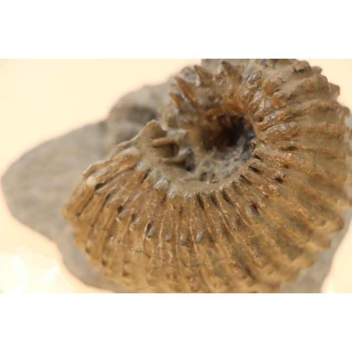 Douvilleiceras mammillatum - albien moyen - Courcelles - Troyes - Aube - France