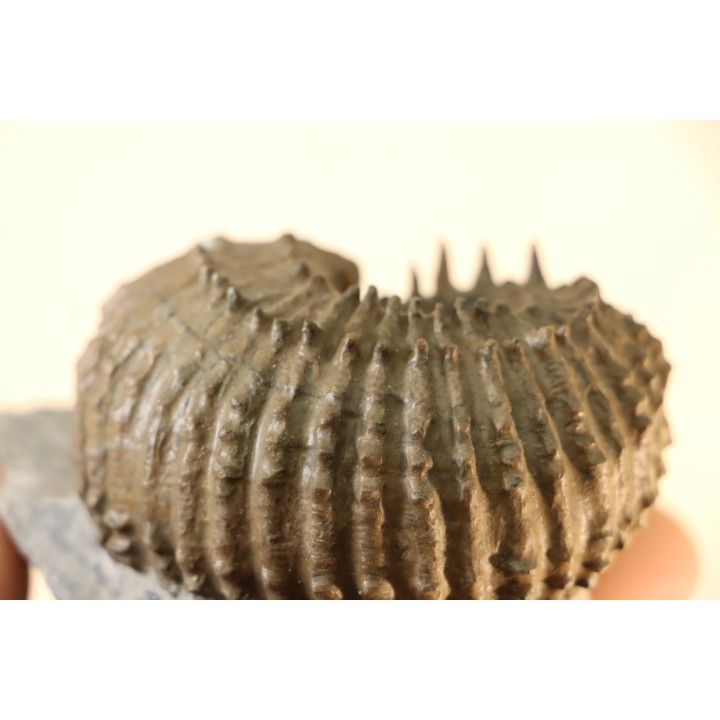 Douvilleiceras mammillatum - albien moyen - Courcelles - Troyes - Aube - France