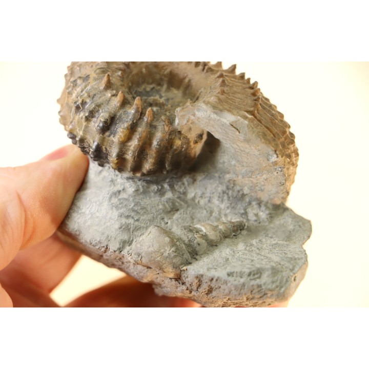 Douvilleiceras mammillatum - albien moyen - Courcelles - Troyes - Aube - France