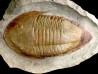18 cm !!! Kierarges morrisoni - ordovician - Fezouata fmt - Zagora, Morocco