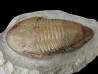 18 cm !!! Kierarges morrisoni - ordovician - Fezouata fmt - Zagora, Morocco