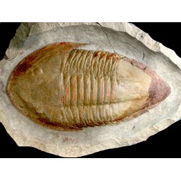 18 cm !!! Kierarges morrisoni // ordovicien // Zagora, Maroc