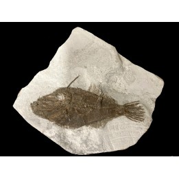 Frigocanthus margaritatus- Pliocene - Marrechia, Rimini, Italie